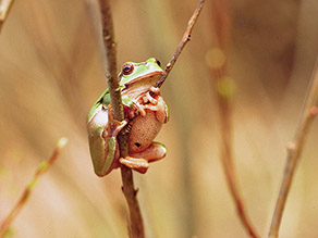 Frosch umklammert einen Halm einer Pflanze 