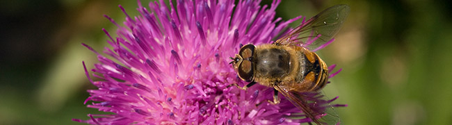 Eine schwarz-gelb gestreifte Schwebfliege sitzt auf einer pink-farbenen Blüte.