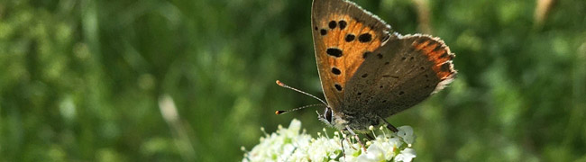 Ein orange-schwarz gefärbter Schmetterling sitzt auf einer weißen Doldenblüte.