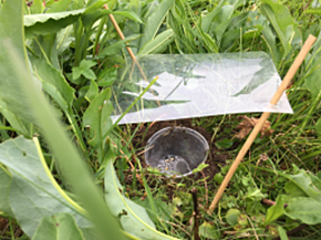 Ein mit Flüssigkeit gefüllter Becher ist ebenerdig zwischen Gras und Löwenzahnblättern eingegraben und wird durch ein Plexiglasdach vor Regen geschützt.