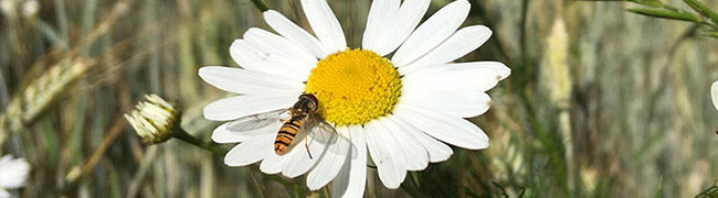 Eine schwarz-gelb gestreifte Schwebfliege verweilt auf einer Kamillenblüte.