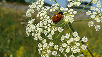 Marienkäfer sitzt auf einer doldigen Blüte 