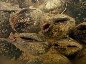 Nahaufnahme von vier Flussperlmuscheln