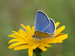 Ein blauer Schmetterling sitzt auf einer gelben Blüte.