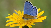 Ein blauer Schmetterling sitzt auf einer gelben Blüte.