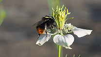 Eine Hummel sitzt auf einer weißen Blüte mit einem hoch aufragenden Stempel.