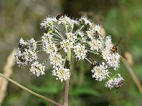 Eine weiße Pflanze mit doldigem Blütenstand, auf dem verschiedene Insekten sitzen