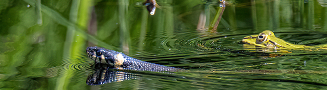 Eine schwarze Schlange schwimmt vor einem grünen Frosch