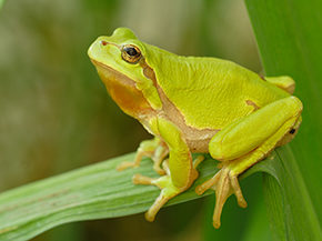 Ein grüner Frosch sitzt auf einem grünen Blatt.