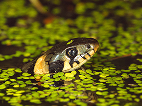 Schwarze Schlange mit gelben, halbmondförmigen Nackenfleck schwimmt in einem Gewässer
