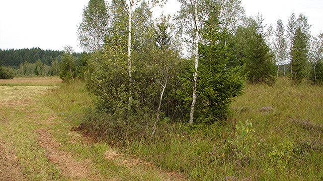 Baumgruppe aus aufwachsenden Birken und Fichten umgeben von kleinräumigen Altgrasbestand auf einer gemähten Wiese.