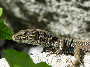 Das Reptil ist nicht in ganzer Körperlänge auf Augenhöhe abgebildet, wie es sich auf felsigem Untergrund sonnt.