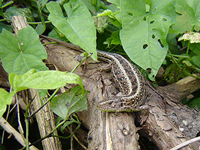 Graues Reptil sitzt auf Totholz.