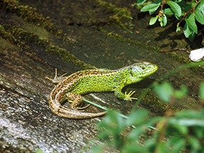 Grünes Reptil sitzt auf dunklem Untergrund.