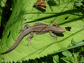 Graues Reptil sitzt auf einem Blatt.