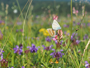 Auf einer Blumenwiese sitzen zwei Streifenbläulinge auf einer Pflanze.