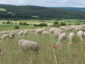 Schafe weiden in einer hügeligen, teilweise bewaldeten Landschaft