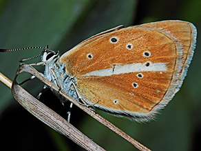 Ein orangefarbeneer Schmetterling sitzt auf einem Grashalm.