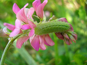 Eine dicke, kurze und grüne Raupe sitzt auf einer rosafarbenen Blüte.