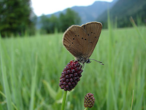 Ein Schmetterling mit Punkten auf hellbraunen Unterflügeln sitzt auf einer roten Blüte, im Hintergrund sind Berge.