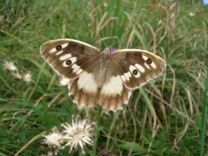 Schmetterling