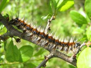 Ausgewachsene Raupe des Heckenwollafters