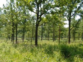 Südlicher Steigerwald