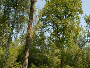 Waldbereich im Vordergrund offen mit Krautschicht und einzelnen höheren Bäumen, im Hintergrund dichter Gehölzbestand