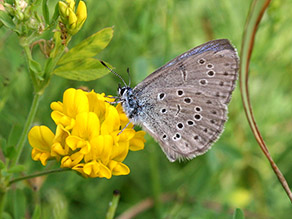 Grauer Schmetterling mit schwarzen Punkten an gelber Blüte.
