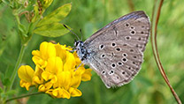 Grauer Schmetterling mit schwarzen Punkten an gelber Blüte.