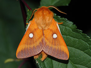 Ein rostbrauner Falter mit je einem weißen Fleck auf einem Flügel sitzt auf einem Blatt.