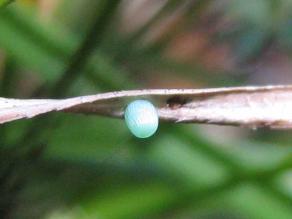Blaugrün gefärbtes Ei an abgestorbenem Grashalm in Nahaufnahme