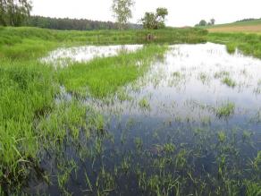 Naturnaher Fischteich