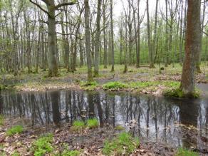 Großer Tümpel in einem lichten Wald