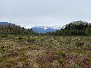 Grün-braune Moorfläche vor einer Bergkulisse, im Hintergrund Gehölze.