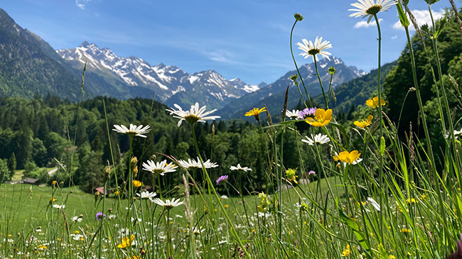 Nahaufnahme von buntblühenden Pflanzen im Hintergrund Wald und Berge.