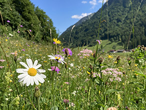 Nahaufnahme von buntblühenden Pflanzen im Hintergrund Wald und Berge.