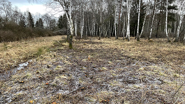 Vor einem Birkenwäldchen sind die Gehölze entnommen, Gräser beginnen einzuwandern.