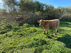 Rind auf einer Wiese mit zurückgedrängter Gehölzstruktur in Hindtergrund.