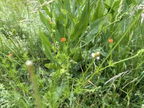 Kleine rote Blüten eines Sommer-Adonisröschens