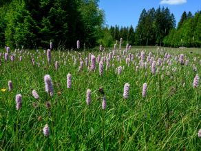 Eine tiefgrüne Wiese mit vielen zylindrischen rosa Blüten.