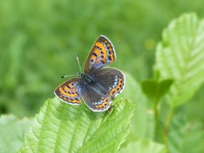 Ein orange-blau-schwarz gemusterter Schmetterling sitzt auf einem grünen Blatt.