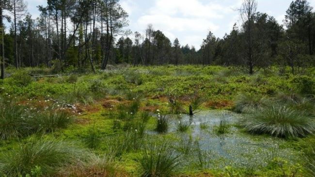 Eine Moorfläche mit dunkelgrünen Gräserhorsten, hellgrünen Torfmoospolstern und offenem Wasser vor einem dunklen Waldrand unter blauem Himmel, verteilt sind die runden weiß-buschigen Köpfe des scheidigen Wollgrases zu sehen.