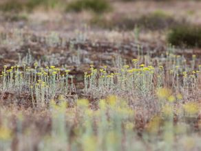 Zahlreiche zierlich kleine gelbblühende Pflanzen stehen auf einem braun-beige geschecktem Untergrund aus Moosen und kurzen trocknen Stängeln, im Vordergrund stehen unscharf weitere gelbe Blüten, im Hintergrund einzelne Büsche.