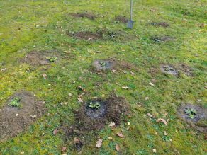 Schräg von oben sind eine Fläche mit frisch und gleichmäßig gepflanzten Arnikapflanzen, umrandet von offener Erdfläche, und im Hintergrund ein Spaten zu sehen. Schräg von oben sind eine Fläche mit frisch und gleichmäßig gepflanzten Arnikapflanzen, umrandet von offener Erdfläche, und im Hintergrund ein Spaten zu sehen.