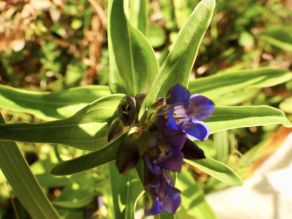 Blick von oben auf ein winziges weißes Schmetterlingsei, das an der Blattbasis einer Pflanze liegt. Vom Stängel gehen rundherum viele weitere Blätter ab. An der Spitze der Pflanze stehen drei verschwommene blaue Blüten. 