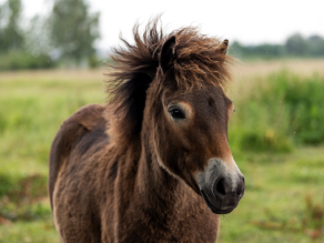 Ein dunkelbraunes Pony steht auf einer Weide und sieht schräg am Betrachtenden vorbei. 