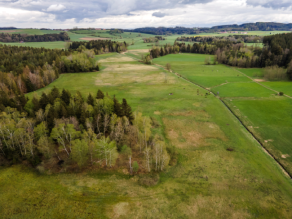 Mehrere schwarz-weiße Galloway-Rinder grasen auf einer großen Weide im Moor. Im Hintergrund ist ein Waldrand und blauer Himmel zu sehen.