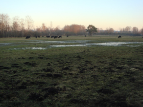 Offene Fläche mit mehreren nassen Bereichen, auf der im Hintergrund eine Herde schwarzer Wasserbüffel grast. Noch weiter dahinter befinden sich Gehölzreihen.