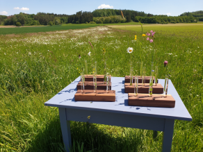 Vor einer Wiese mit dominierendem weißen Blühaspekt steht ein Tisch mit verschiedenen Blütenpflanzen und Gräser in 12 Glasröhrchen als Anschauungsmaterial für Kennarten von artenreichen Flachland-Mähwiesen.
